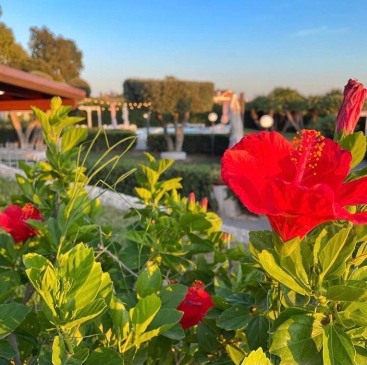 Villalessandra Civitavecchia Bagian luar foto